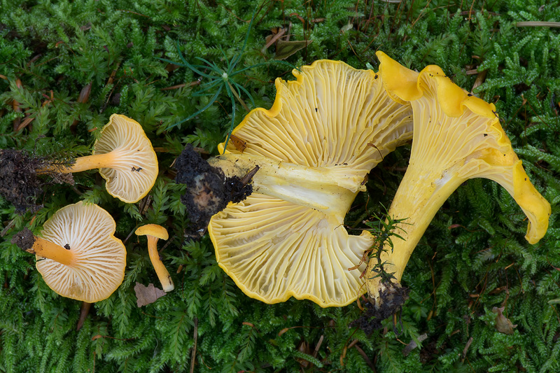 Cantharellus friesii